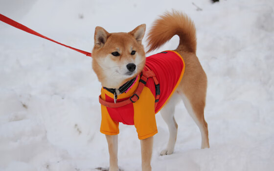 九游APP官网-OG·阿努诺比在NBA常规赛中展现进攻多样性，og阿奴诺比选秀报告