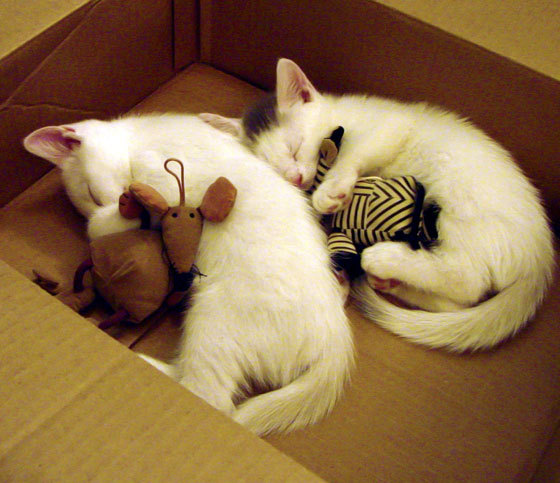 -NBA裁判新规：对过去争议判罚的优化措施，nba裁判决定比赛