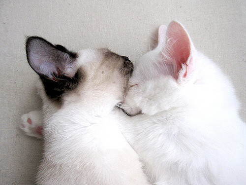 _战术解析：选手如何应对对手的变化_，对手在比赛中表现的竞技水平