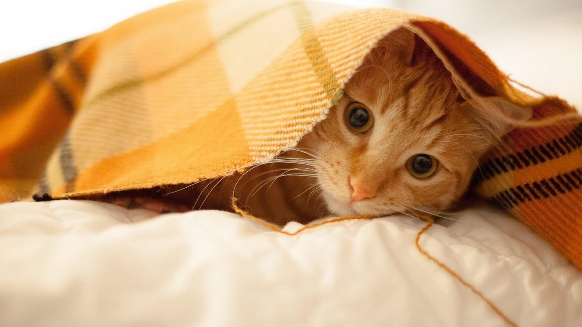 九游网-“中国足球运动进入新时代，未来可期”，中国足球运动发展现状与分析