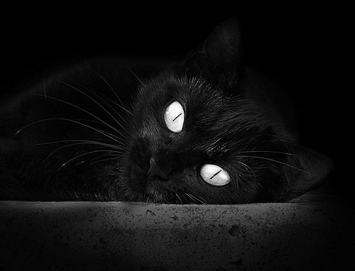 九游jiuyou-球迷“自制视频”感染力：全场最震撼集锦大集合