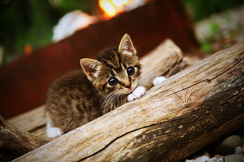 九游正版入口-阿根廷与沙特阿拉伯在AlUla签署战略合作协议，共同推动马术运动发展。