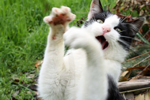 九游下载官网-一支球队在国际大赛中斩获胜利，赢得掌声与赞誉，国际篮球比赛的一支队伍最多( )人