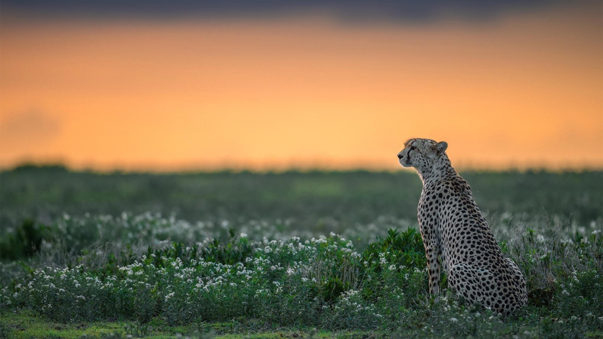 北京国安队长续约成功,北京国安队长现任