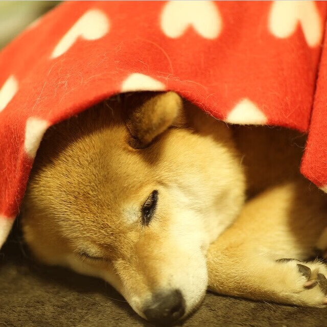 多特蒙德主帅积极寻找新引援，补充实力，多特蒙德主力队员名单