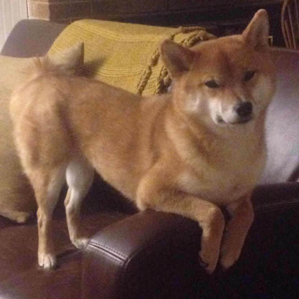 -巴西男篮在巴黎奥运会小组赛中战胜日本队，巴西男篮里约奥运会