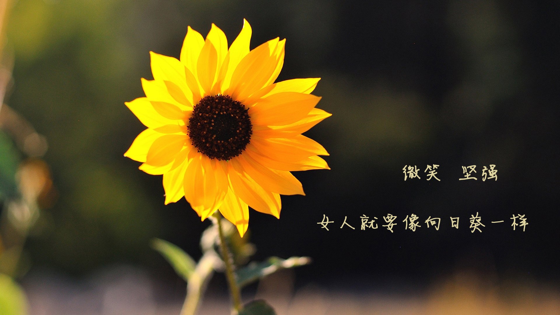 JIU YOU GAME-广东队遭遇失利，球员表现依然出色，广东队广东球员