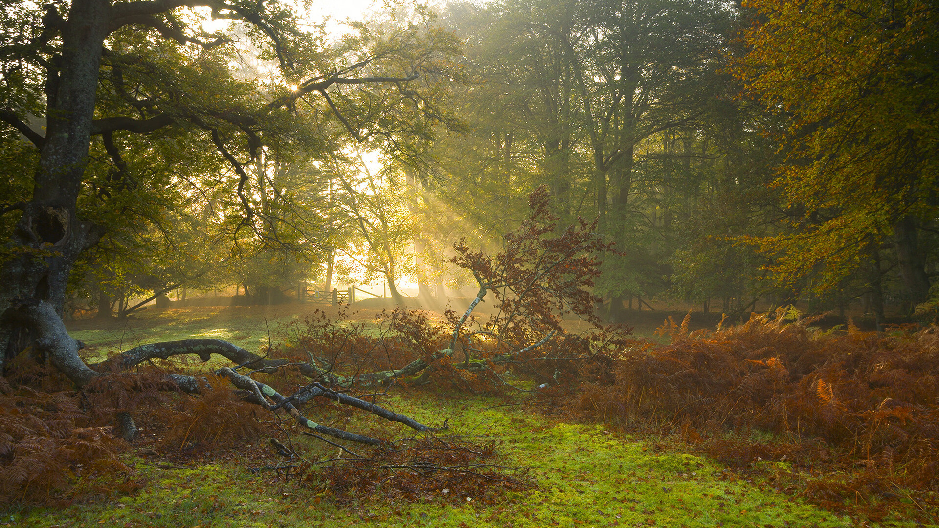 九游官网下载电脑版-新闻发布！球队重要轮换球员受伤，需调整战术，nba球员轮换是怎么轮换的