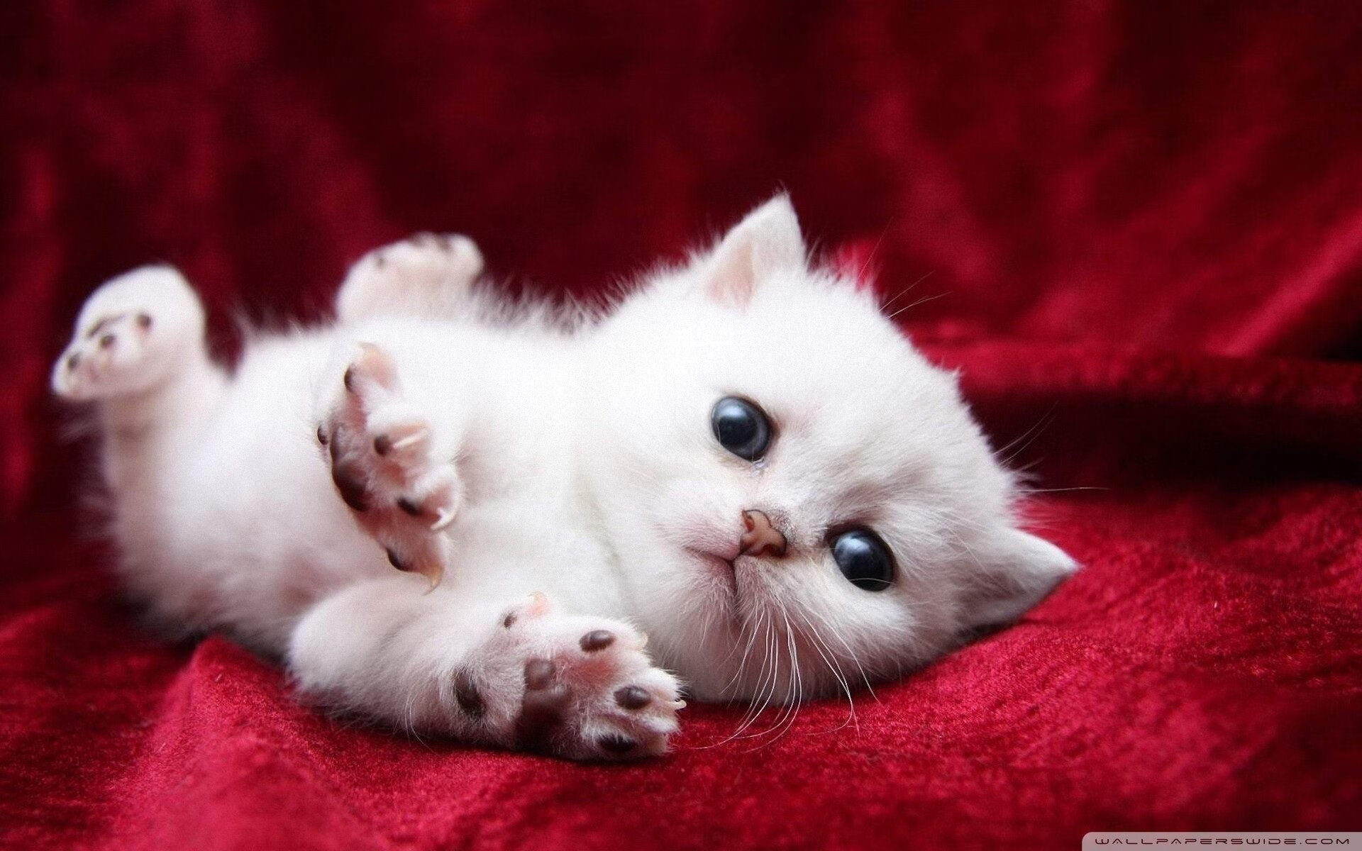 -王者荣耀职业联盟建立赛事健康安全专责小组，王者荣耀职业联赛参赛队伍