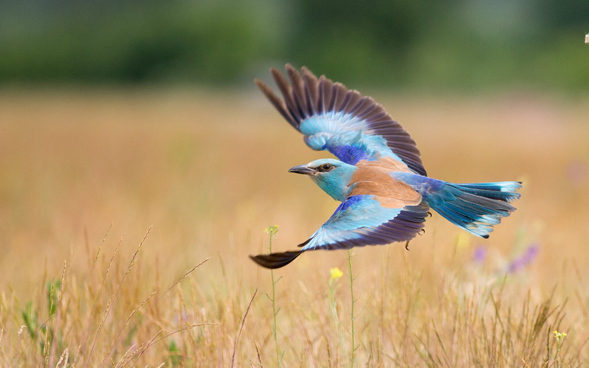 九游官网下载电脑版-球员在比赛中展现高超技艺，带领球队获胜，球员们的比拼很热烈,赢得了观众的阵阵喝彩