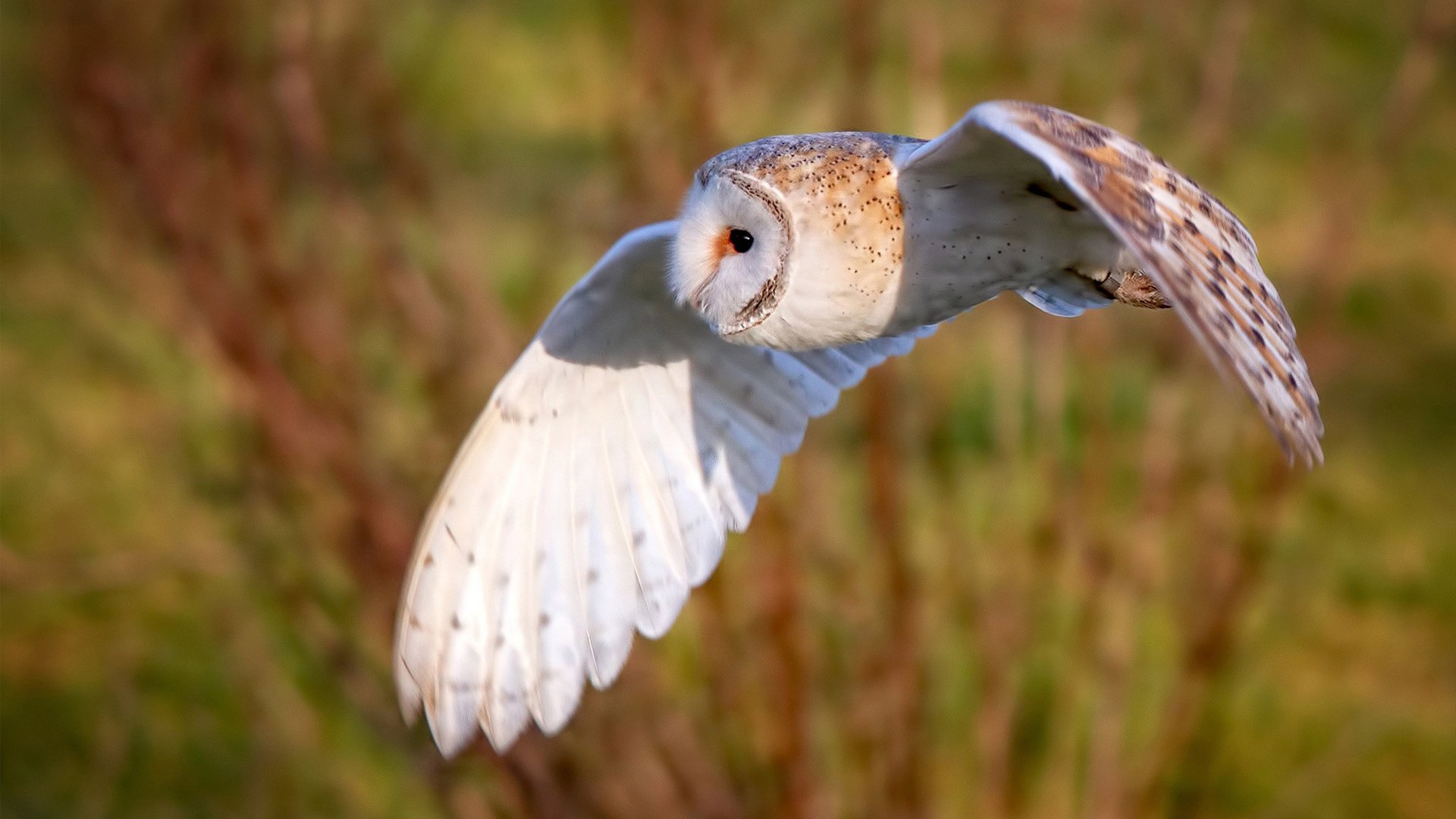 绿衫军连斩豪强，篮球热爱者再掀热潮，nba绿衫军