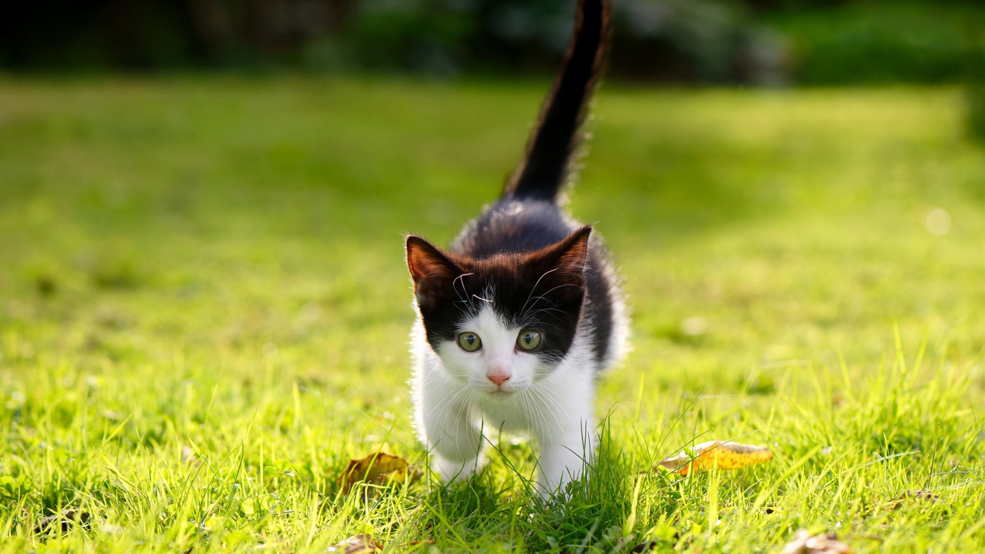 -赛场上风云变幻，各路明星球员竞技激烈，比赛球员名单