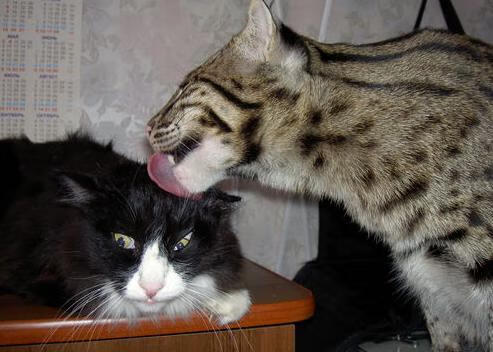 训练科普:顶级运动员的训练理念,运动员训练项目有哪些