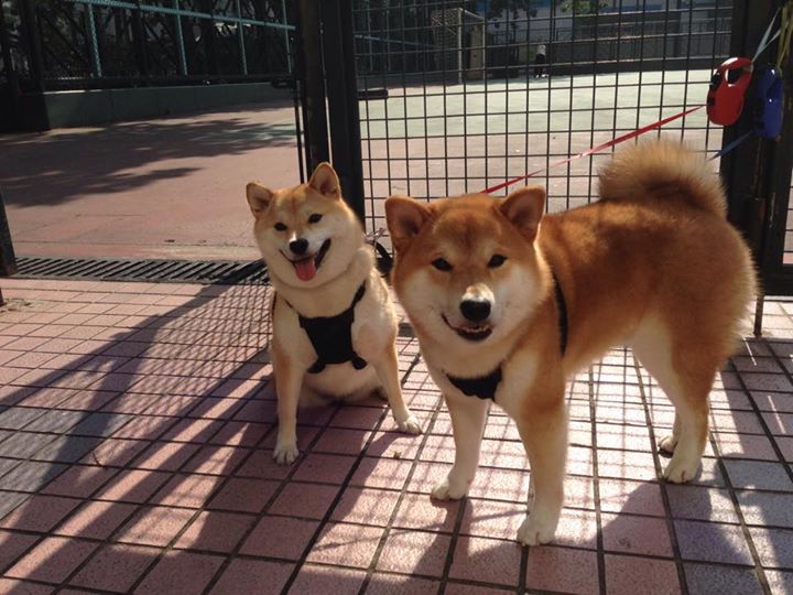 九游网-中国三人篮球女队坚持以快制胜战术核心，中国三人篮球女队获得的成绩为