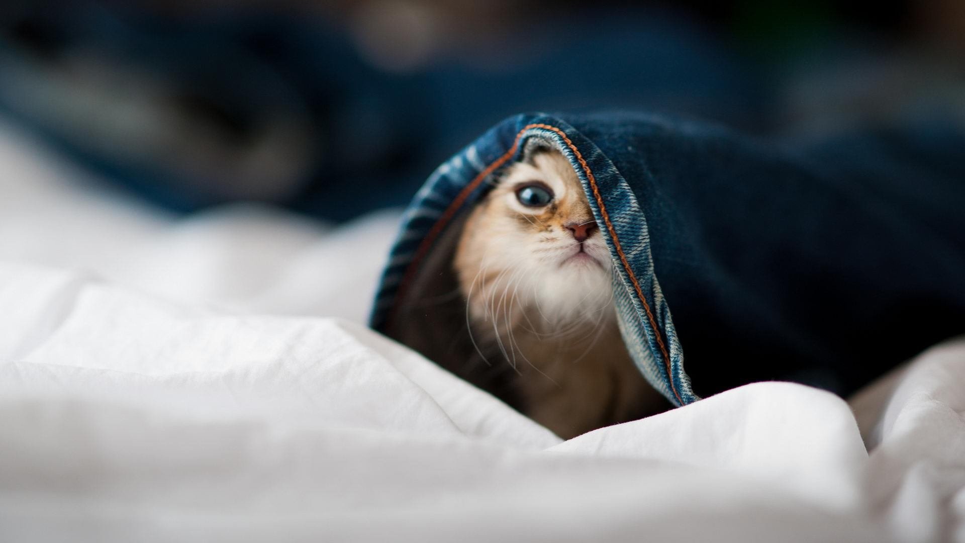 中国体育科研团队研发智能训练反馈系统，中国体能训练年会