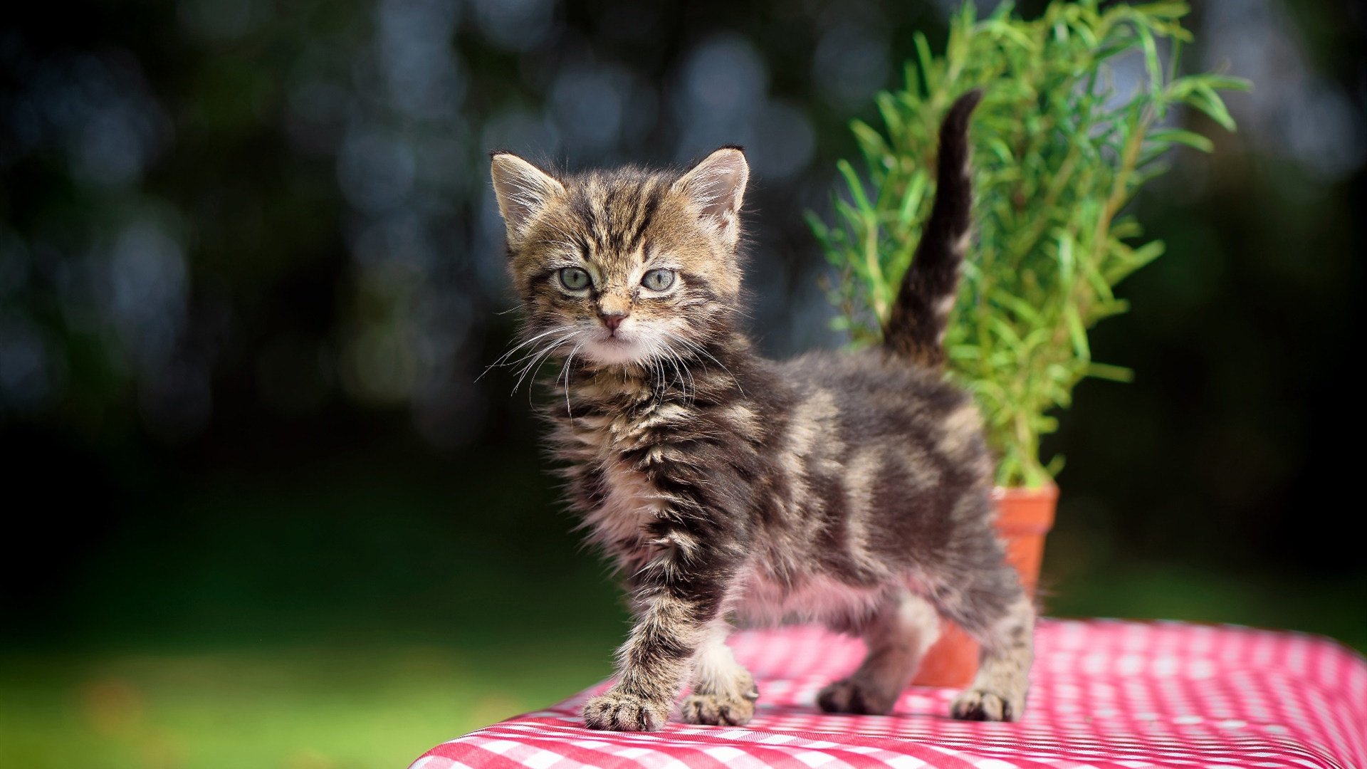 压迫式防守是否更容易带动节奏起伏，压迫式是什么动作