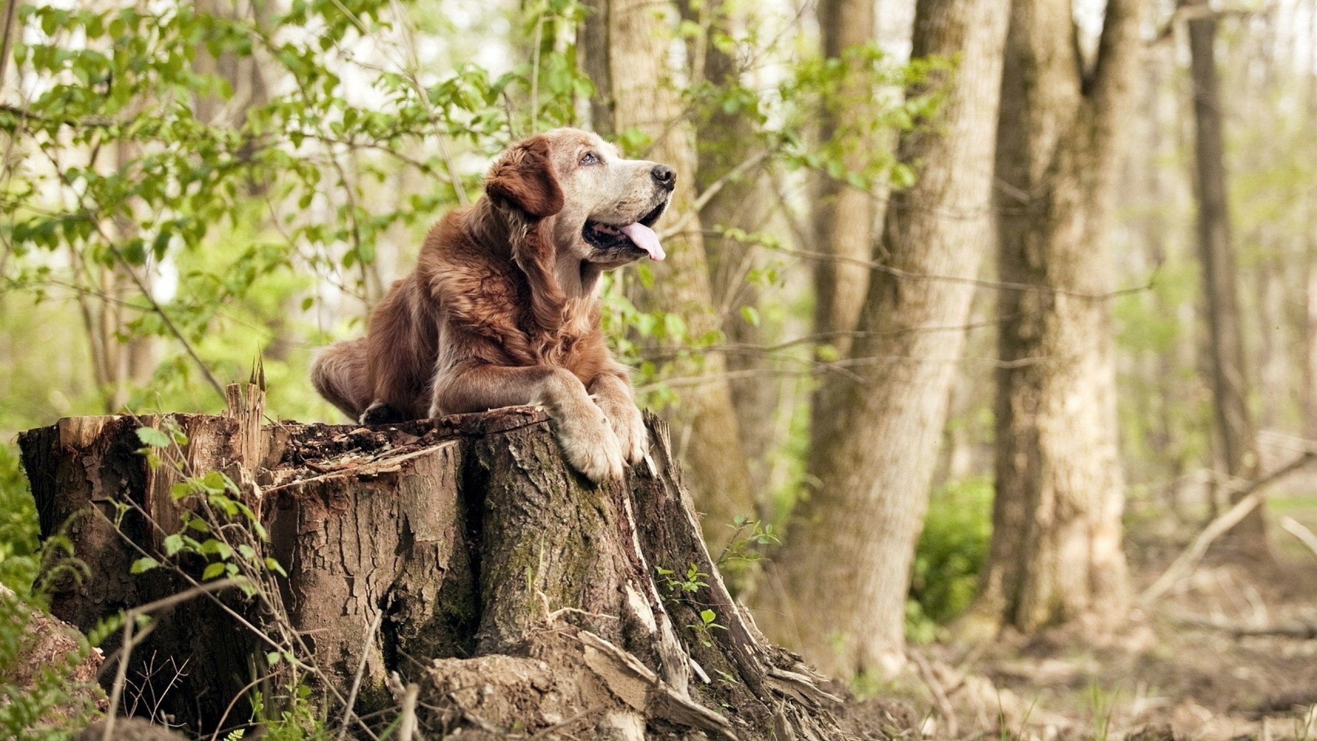 -球员伤病防护机制不健全，球员伤病对球员的影响