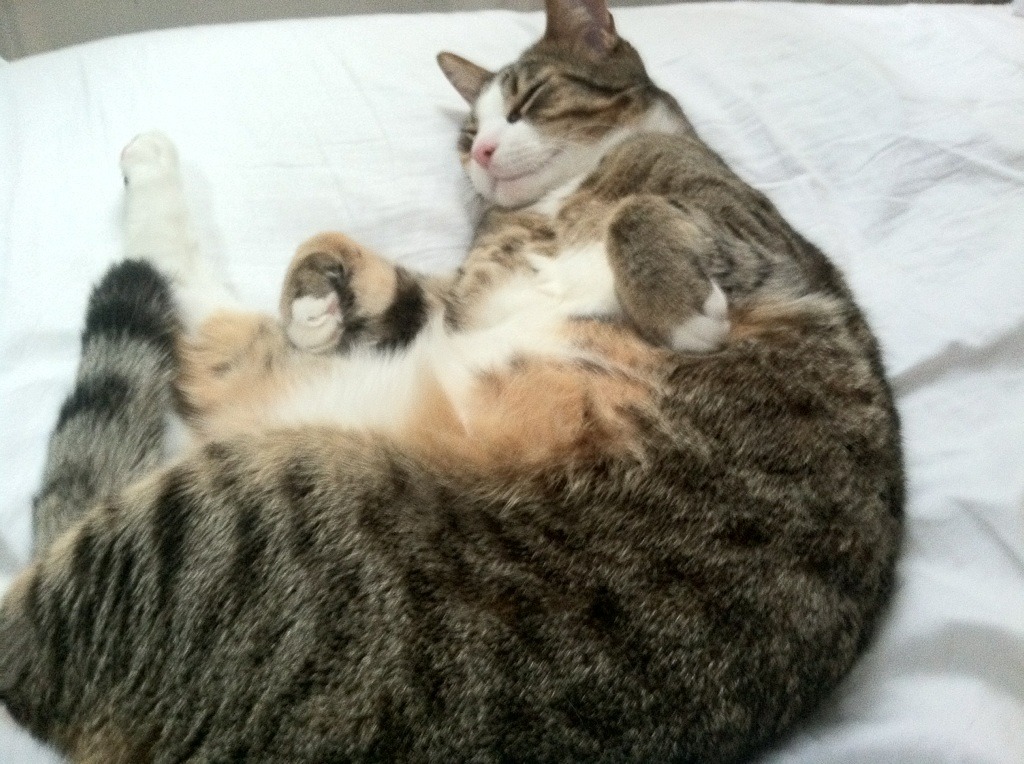 九游网页版官网-赛后数据分析：切尔西射门效率更高，切尔西一场比赛报废两门将