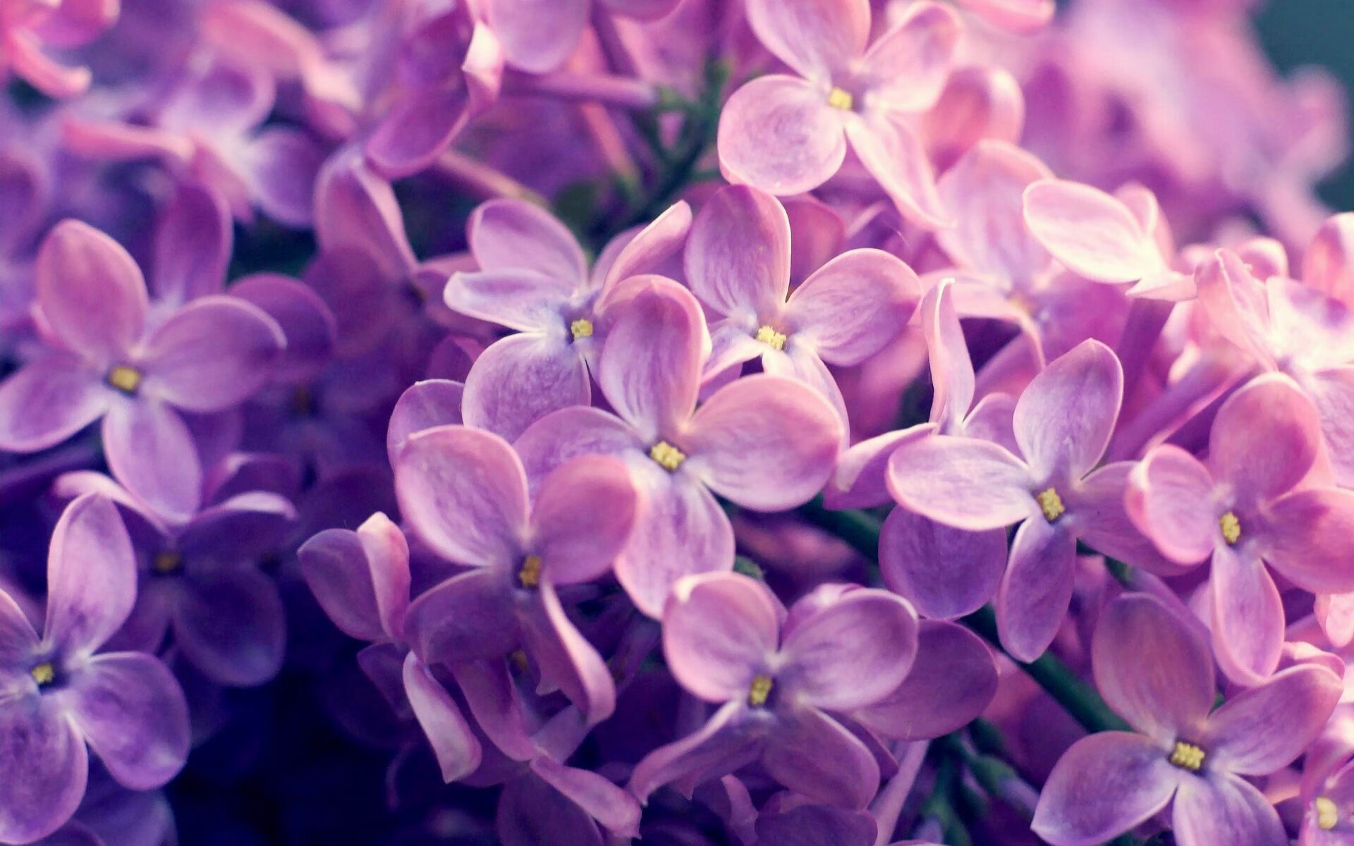 “马科斯·莫奇的全场防守表现,帮助美洲狮队在世界赛场上占领一席之地”