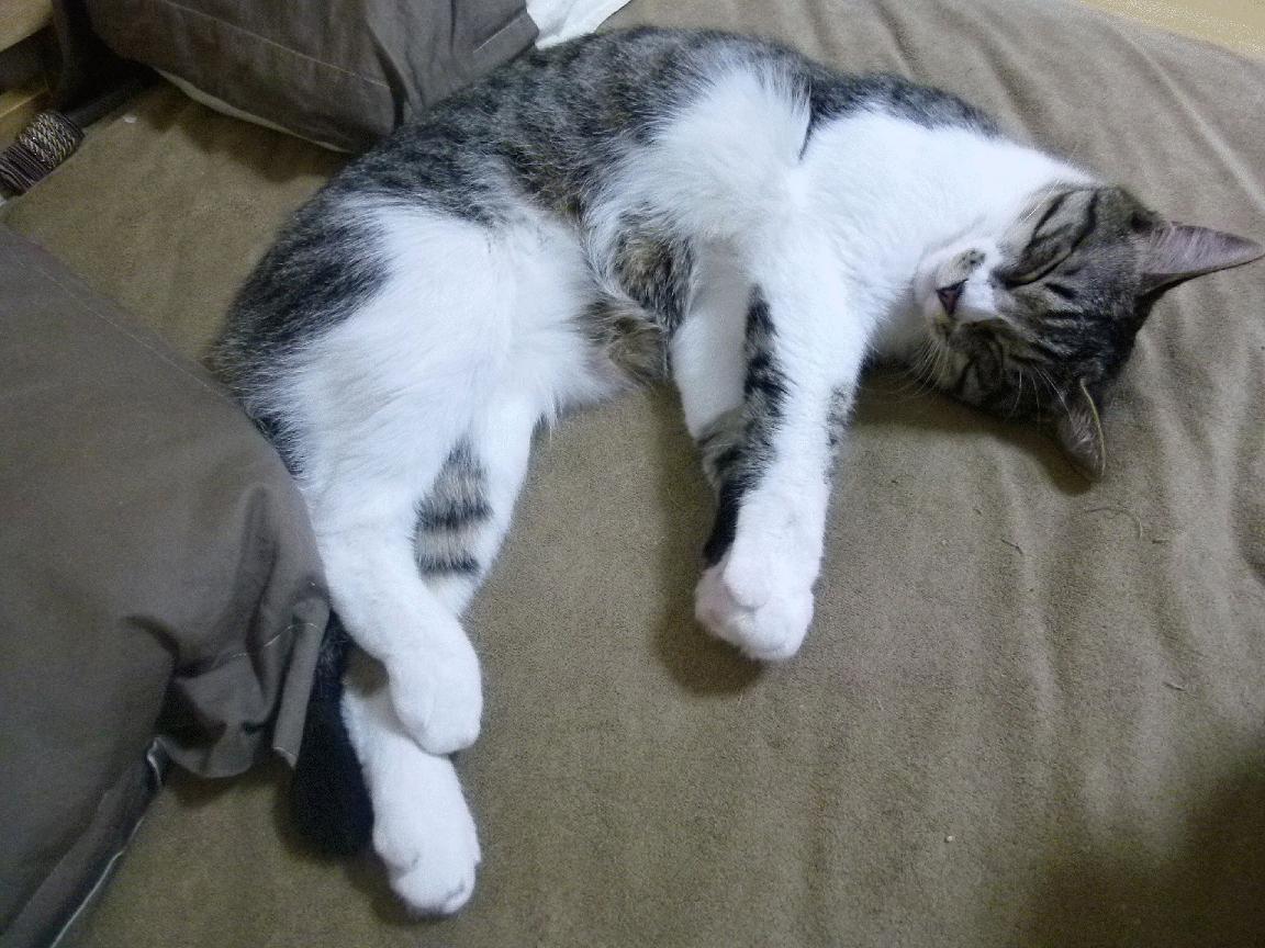 荷兰队在欧洲预赛中表现突出,晋级在即